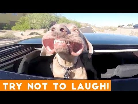 Try Not To Laugh Funniest Animal Compilation August 2018 | Funny Pet Videos