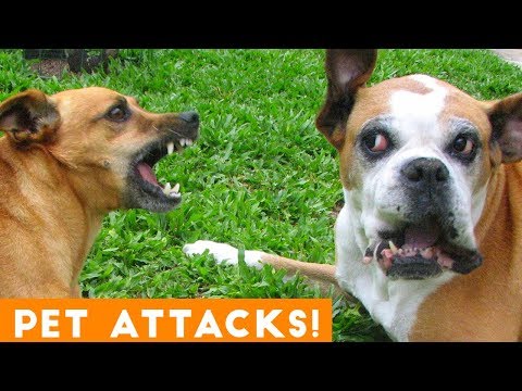 Funniest Animal Attacks Compilation August 2018| Funny Pet Videos