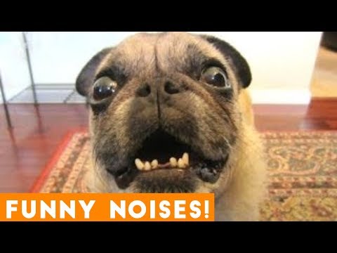 Funniest Animal Sounds Compilation of 2018 | Funny Pet Videos