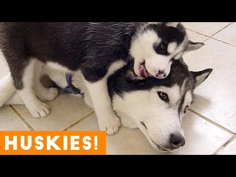 The Funniest and Cutest Husky Compilation of 2018 | Funny Pet Videos