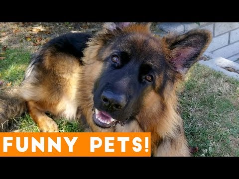 Funniest Pets & Animals of the Week Compilation August 2018 | Funny Pet Videos