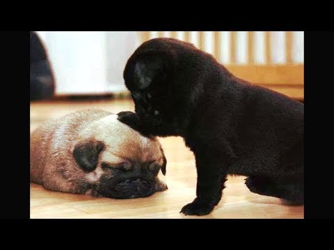 Funniest and Cutest Pug Dog Video Compilation #16