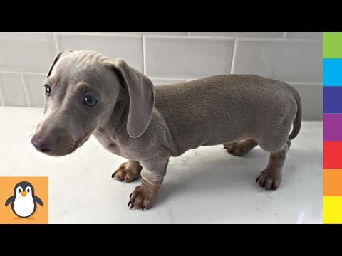 4 Dachshund Lovers 🔥 Funny and Cute Dachshund Dogs Videos Compilation