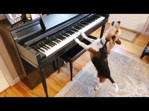 BEST Singing Dog VIDEOS – Funny DOGS Compilation 2018