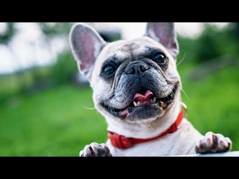 Funny And Cute French Bulldog | French bulldog Puppies | Funny dog videos try not to laugh #14