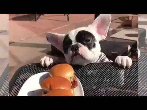 Funny And Cute French Bulldog | French bulldog Puppies | Funny dog videos try not to laugh #13