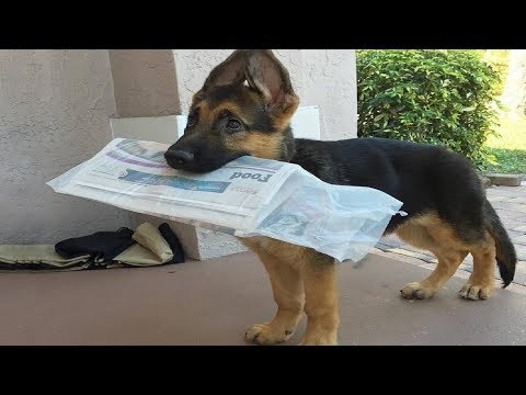 Funniest & Cutest German Shepherd Puppies #27 – Funny Dogs Compilation 2018