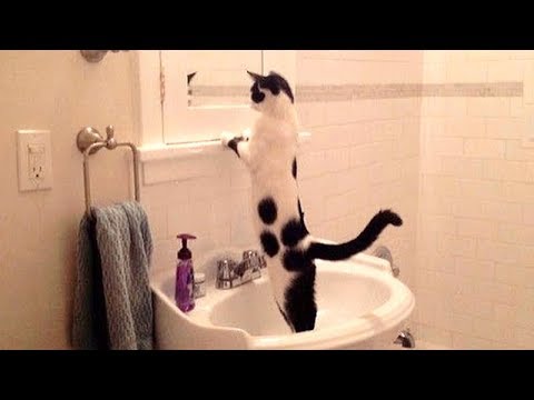 NOW is TIME TO LAUGH! – Super funny DOGS, CATS & BIRDS