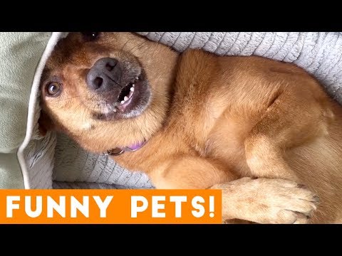 Funniest Pets & Animals of the Week Compilation August 2018 | Funny Pet Videos