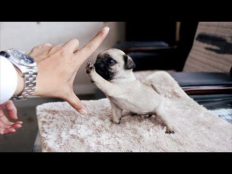 Funniest and Cutest Pug Dog Video Compilation #22