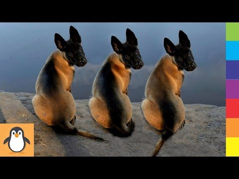 Cutest Malinois Puppies 🔥 Funny and Cute Malinois Dogs Videos Compilation