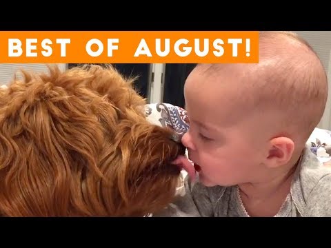Ultimate Animal Reactions & Bloopers of August  2018 | Funny Pet Videos