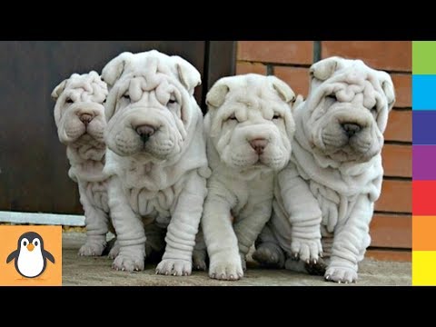 Cutest Shar Pei Puppies 🔥 Funny and Cute Shar Pei Dogs Videos Compilation