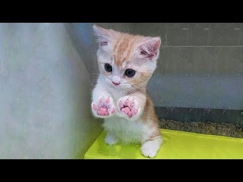 Cute is Not Enough – Funny Cats and Dogs Compilation #190