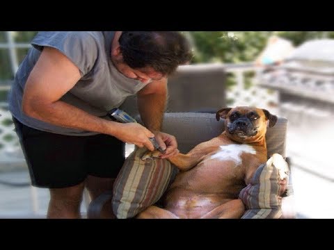 FUNNY DOG REACTS WITH NAIL CLIPPERS | Top Dog Video Compilation