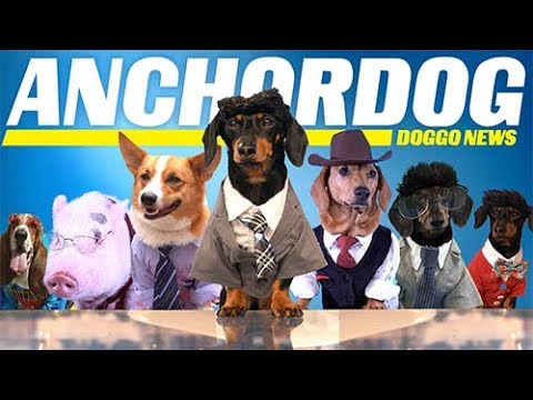 Ep 9: ANCHORDOG, DoggoNews- Funny Dog Video News