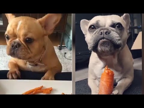 Funny and Cute French Bulldog compilation 2018 | Funny dog videos try not to laugh #33