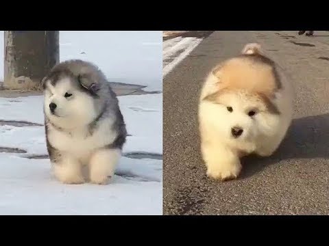 ♥Cute Cats and Dogs Doing Funny Things 2018♥ – Funny Dog and Cat Videos