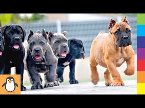 Cutest Cane Corso Puppies 🔥 Funny and Cute Cane Corso Dogs Videos Compilation