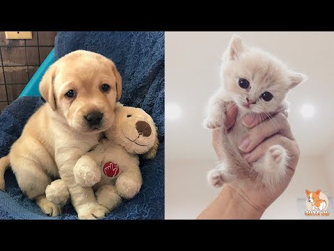 ♥Cute Dogs and Cats Doing Funny Things 2018♥ #104 – CuteVN