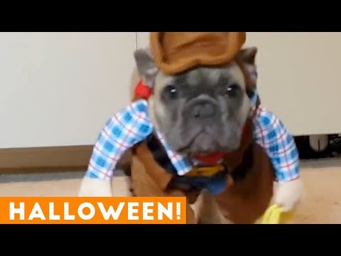 Funniest Halloween Pets Compilation of 2018 | Funny Pet Videos