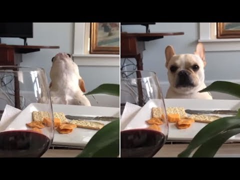 Funny and Cute French Bulldog compilation 2018 | Funny dog videos try not to laugh #39
