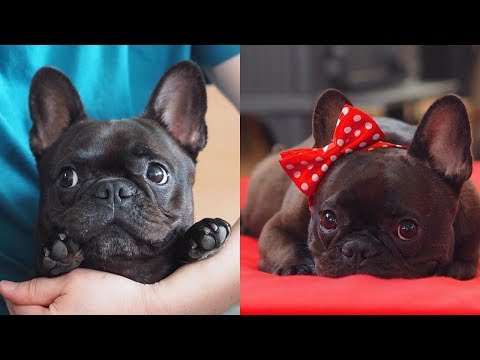 Funny and Cute French Bulldog compilation 2018 | Funny dog videos try not to laugh #47 | フレンチブルドッグ