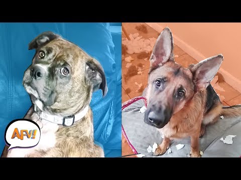 Funny Dogs that are Guilty 😆| AFV’s Funniest Pets of October 2018