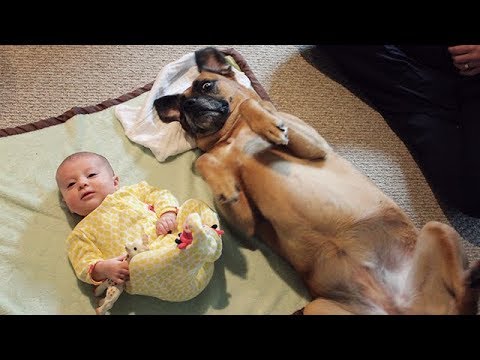 CUTE Babies and Dogs Doing Funny Things – Funny Dog and Baby Videos Ever