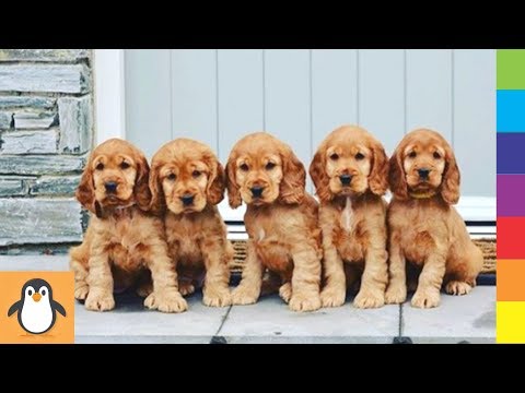 Cutest Spaniel Puppies 🔥 Funny and Cute Cocker Spaniel Dogs Videos Compilation