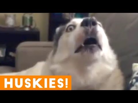 The Funniest and Cutest Husky Compilation of 2018 | Funny Pet Videos