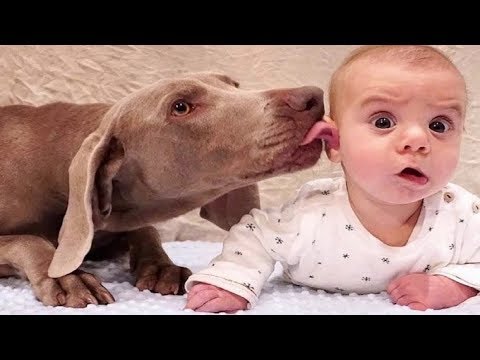 Baby and Dog Fun and Fails – Funny Baby Video