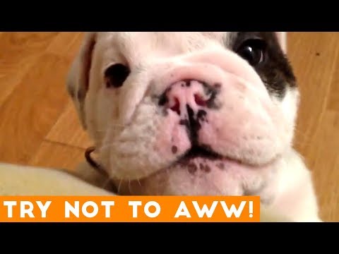 Ultimate Try Not to Aww Compilation September 2018 | Funny Pet Videos