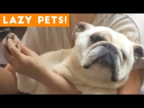 Laziest Pets | Cute Sleepy Animals Compilation of 2018 | Funny Pet Videos