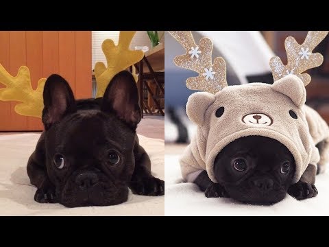 Funny and Cute French Bulldog compilation 2018 | Funny dog videos try not to laugh #48 | フレンチブルドッグ