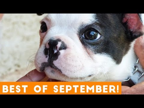 Ultimate Animal Reactions & Bloopers of September  2018 | Funny Pet Videos