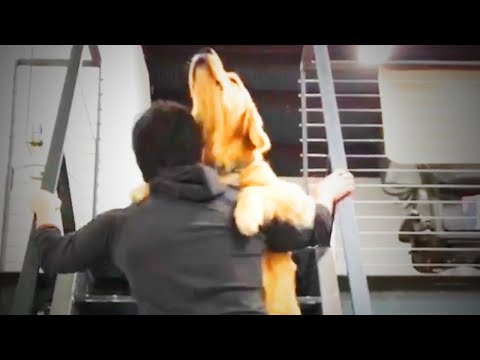 Big Dogs 🐶😂 Funny Big Dogs (Full) [Funny Pets]