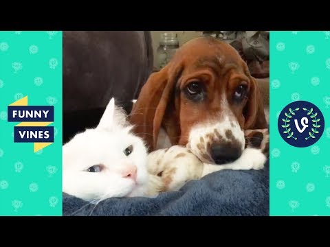 TRY NOT TO LAUGH – Cute PETS & ANIMALS | Funny Videos October 2018