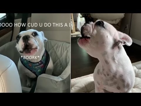 Funny and Cute French Bulldog | dog talking | Cute puppies doing funny things #12