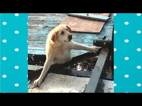 FUNNY DOGS PLAYING IN WATER COMPILATION||FUNNY DOGS VIDEO