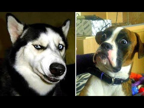 Chó Hài Hước Bá Đạo – Funny Dog Vines | Cute Dog Compilation