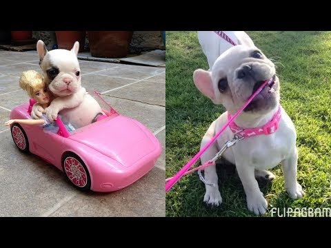 Funny and Cute French Bulldog compilation 2018 | フレンチブルドッグ | Funny dog videos try not to laugh #49