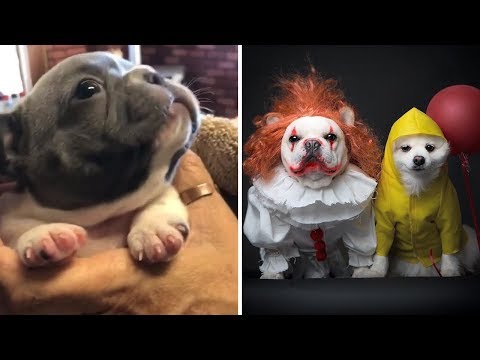 Funny and Cute French Bulldog compilation 2018 | フレンチブルドッグ | Funny dog videos try not to laugh #50