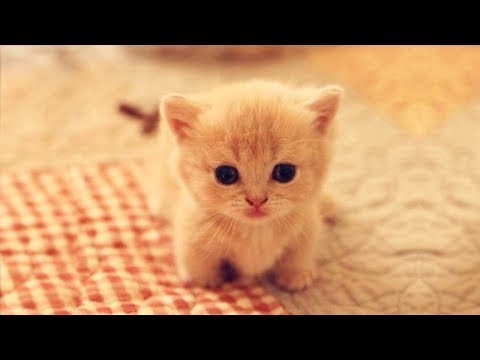 Cute is Not Enough – Funny Cats and Dogs Compilation #192