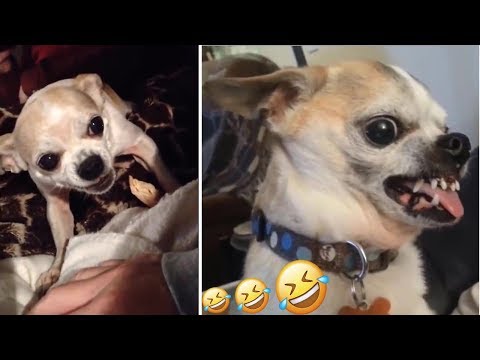 Funny Cute Brawler Dogs 😜🐶 Animal Kingdom, Popular Trend Funniest Videos