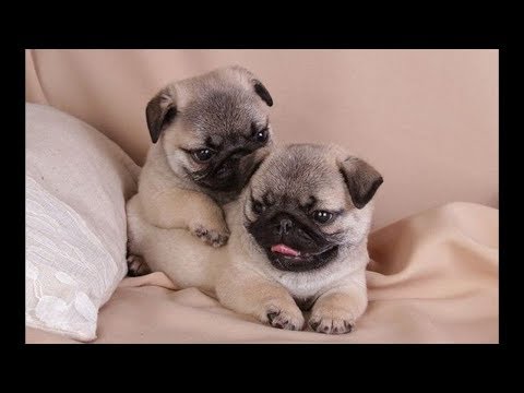 Funniest and Cutest Pug Dog Video Compilation #23