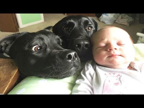 Dog Meeting Newborn Baby for the First Time – Funny Cute Video