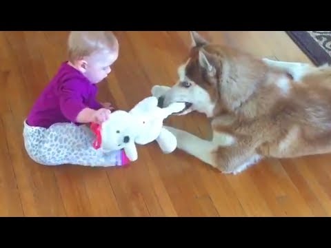 Baby 👶 and Dog 🐶 Funny Fails 🎉 Funny Baby Video
