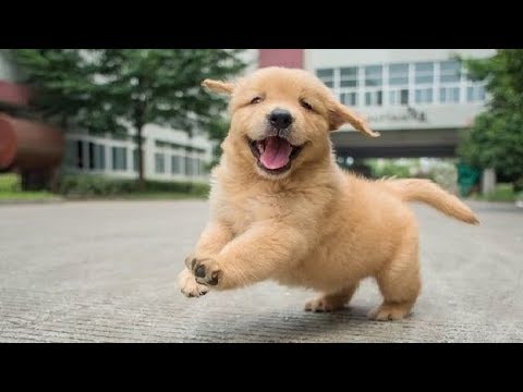 Best Of Cute Golden Retriever Puppies Compilation #115 – Funny Dogs 2018