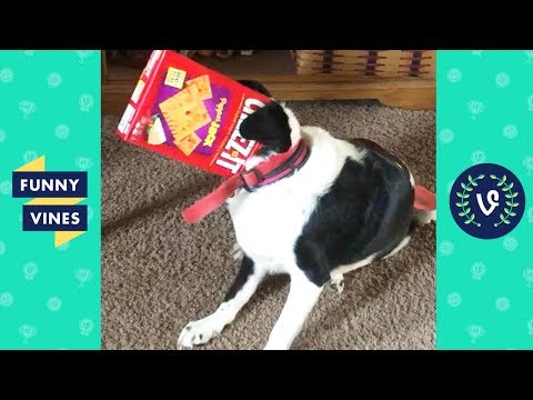 TRY NOT TO LAUGH – Funny PETS & ANIMALS | Funny Videos October 2018